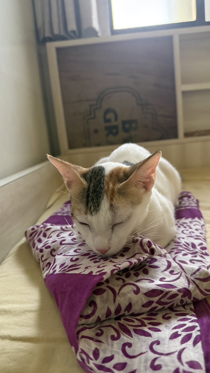 dalkhichdeee's tweet photo. Sleepyy gato 🐱 https://t.co/eME8Pg8llb