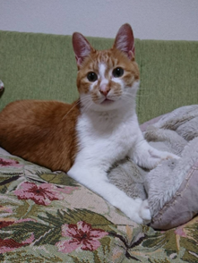 JobArchTsu's tweet photo. おはようございます😃本日は「#ホゴネコの日🐈」
 「ホ（0）ゴ（5）ネ（2）コ（5）」と読む語呂合わせから。
スタッフが飼っている猫も保護猫で、怪我をしていたのを見つけ病院に連れていき、元気になり今はかわいい家族の一員です😊
本日もよろしくお願いします❗️
#就労移行 #就労支援 #三重県 #津市 https://t.co/rNfUw7tLPo