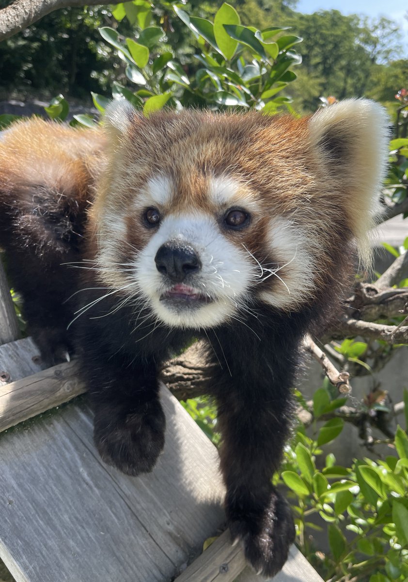 鯖江市西山動物園 tweet media