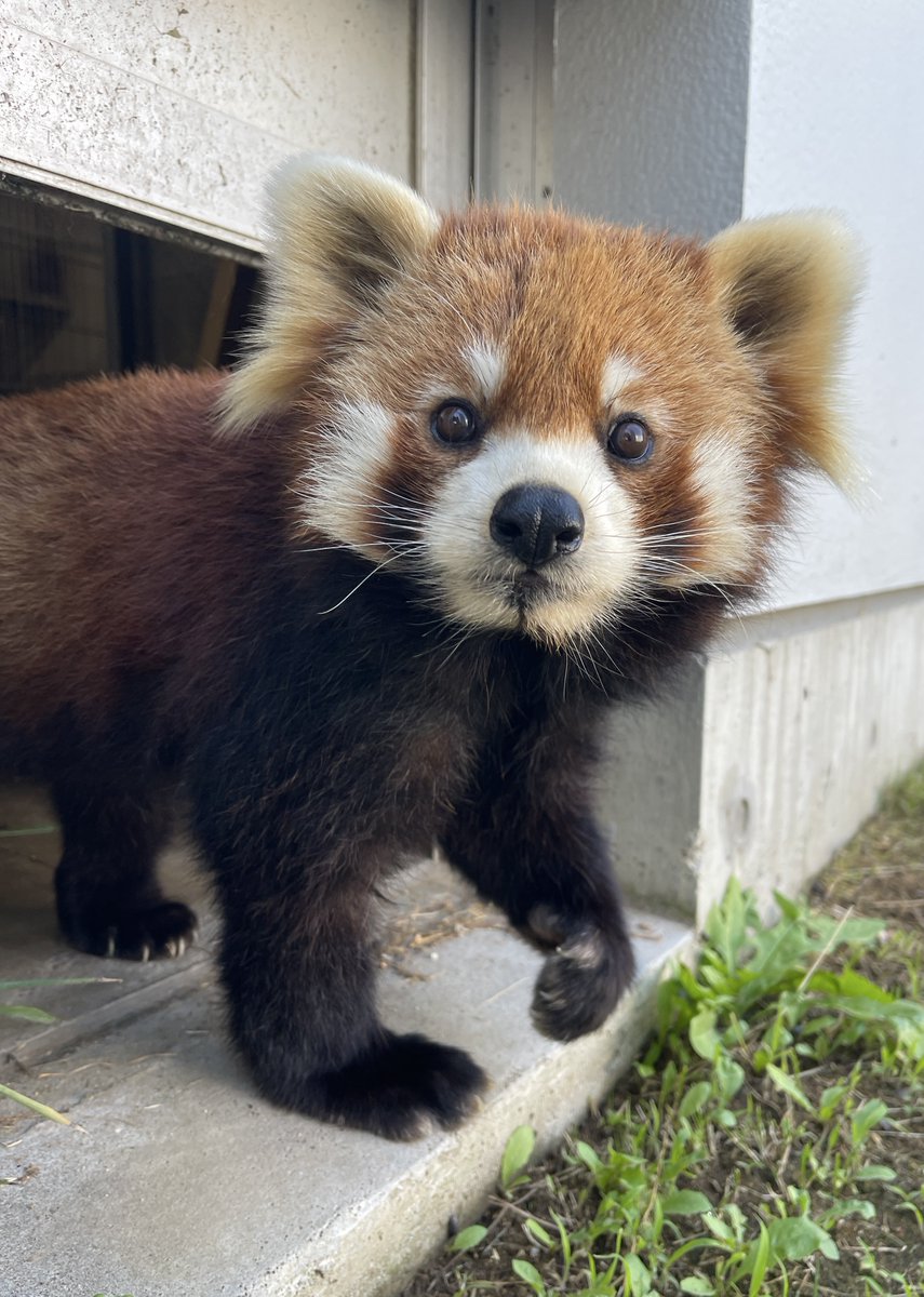 鯖江市西山動物園 tweet media