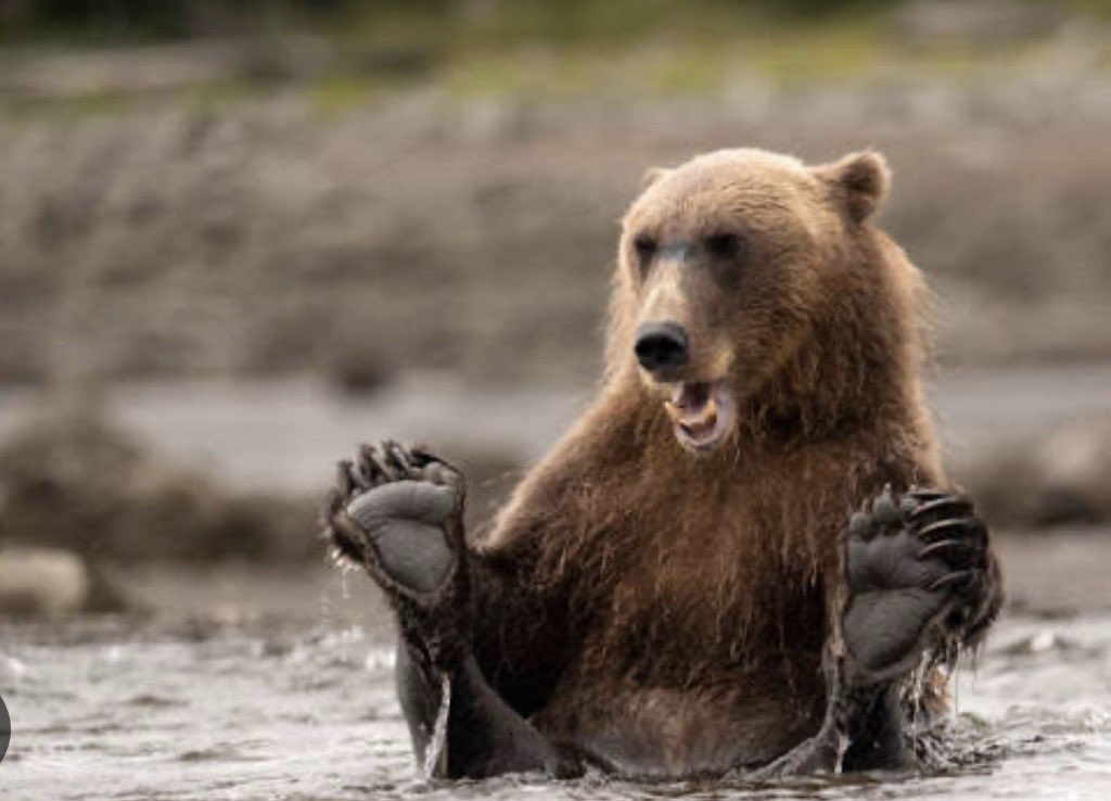 Bear tweet media