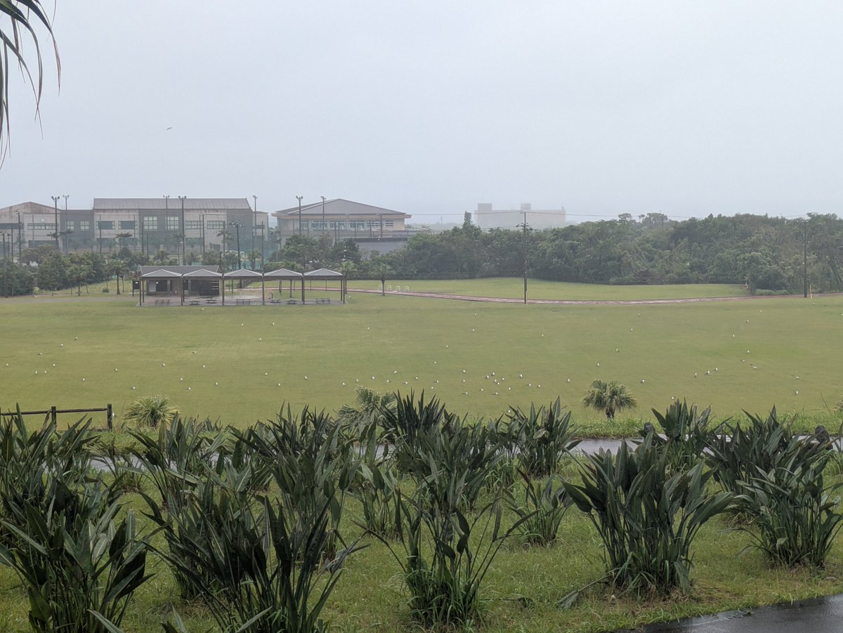 kencharumah's tweet photo. 青空は何処へ、、、八丈島はついに梅雨入り？
いつもは大賀郷園地から八丈富士も八丈小島が見えますが、すっかり霧の中。
カモメ達も芝生で寛いでいます。 https://t.co/emwJ3jNkJT