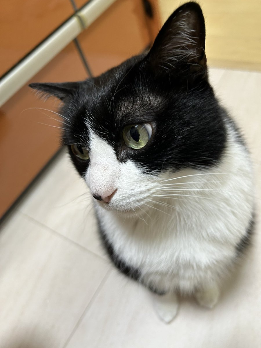 猫のさだはる (@sadaharukun31) / Posts / X