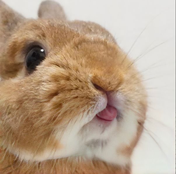 Usagi-chan tweet media