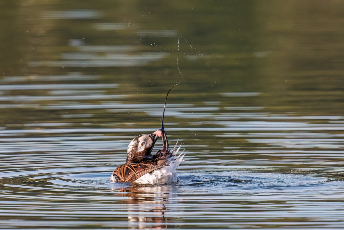 birdboyads's tweet photo. The beautiful summer-plumaged Long-tailed Duck that continues to grace the Cuckmere with its presence. A plumage I've not seen in the UK before and what a performer he is. Bloody brilliant 🤪 https://t.co/wPEwEIiFMs