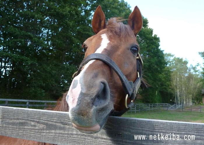 cocoarini's tweet photo. Happy birthday, Durandal! 🐴🤎🎂🎉�� https://t.co/23WmDFgUux