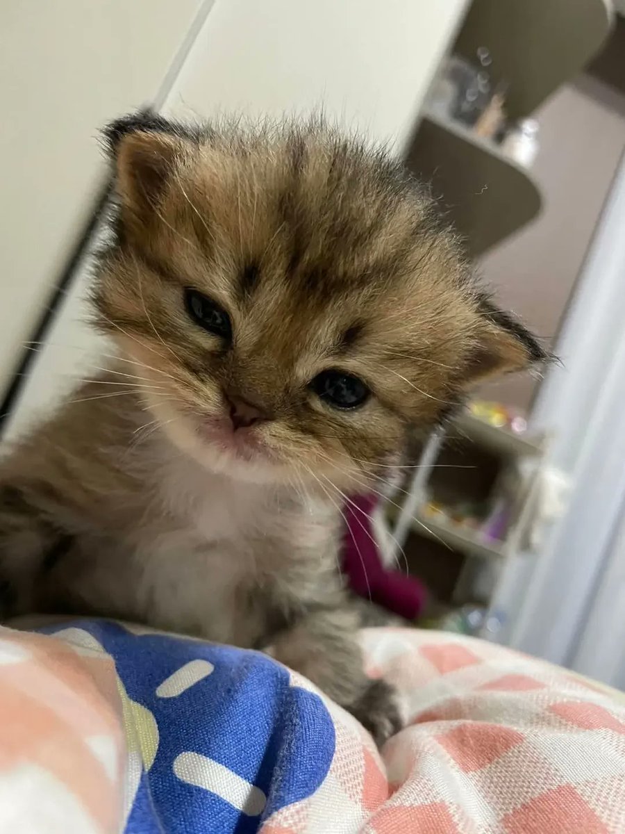 smol silly cat tweet media