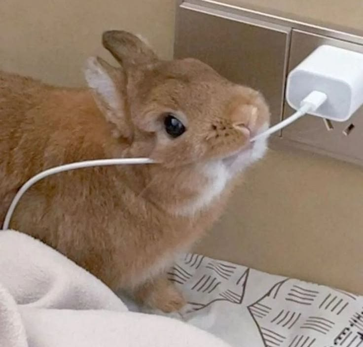 Usagi-chan tweet media