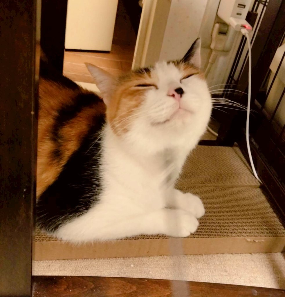 kinakomaronharu's tweet photo. おはようございます☘️
今週も頑張りましょう(*´︶`*)❀

#保護猫を家族に https://t.co/LttUYK97g8