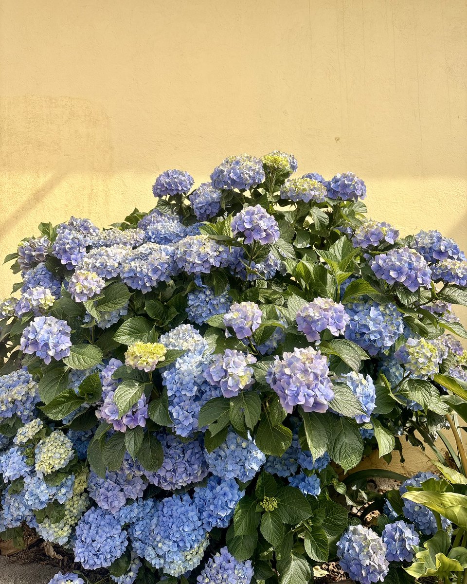 _ephren's tweet photo. Una de mis flores favoritas ✨ https://t.co/xkR9tc0ir8