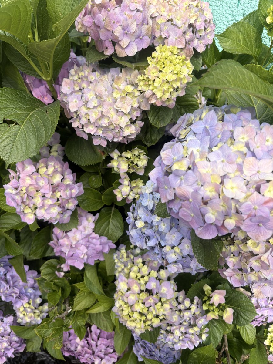 _ephren's tweet photo. Una de mis flores favoritas ✨ https://t.co/xkR9tc0ir8