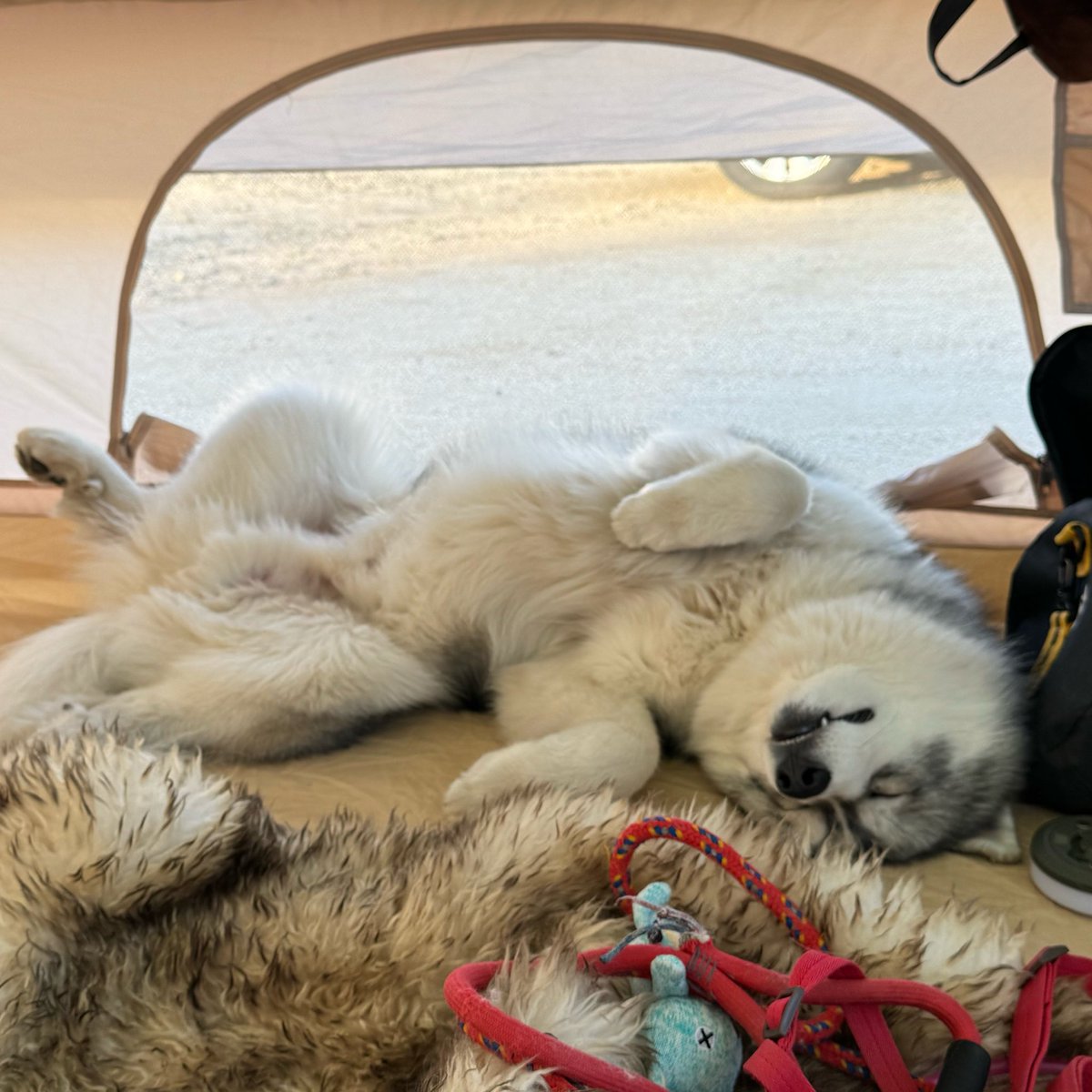 snowski1008's tweet photo. 重力により牙が出ちゃったイヌ💤 https://t.co/EfL8DfI5CQ
