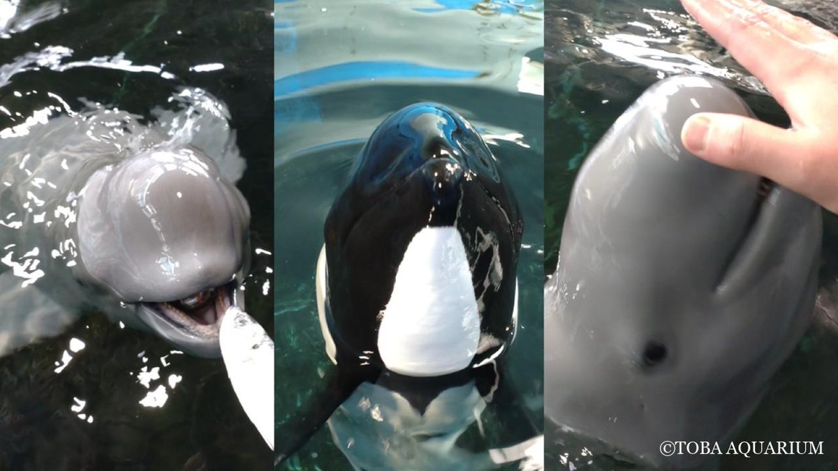 鳥羽水族館(TOBA AQUARIUM) tweet media