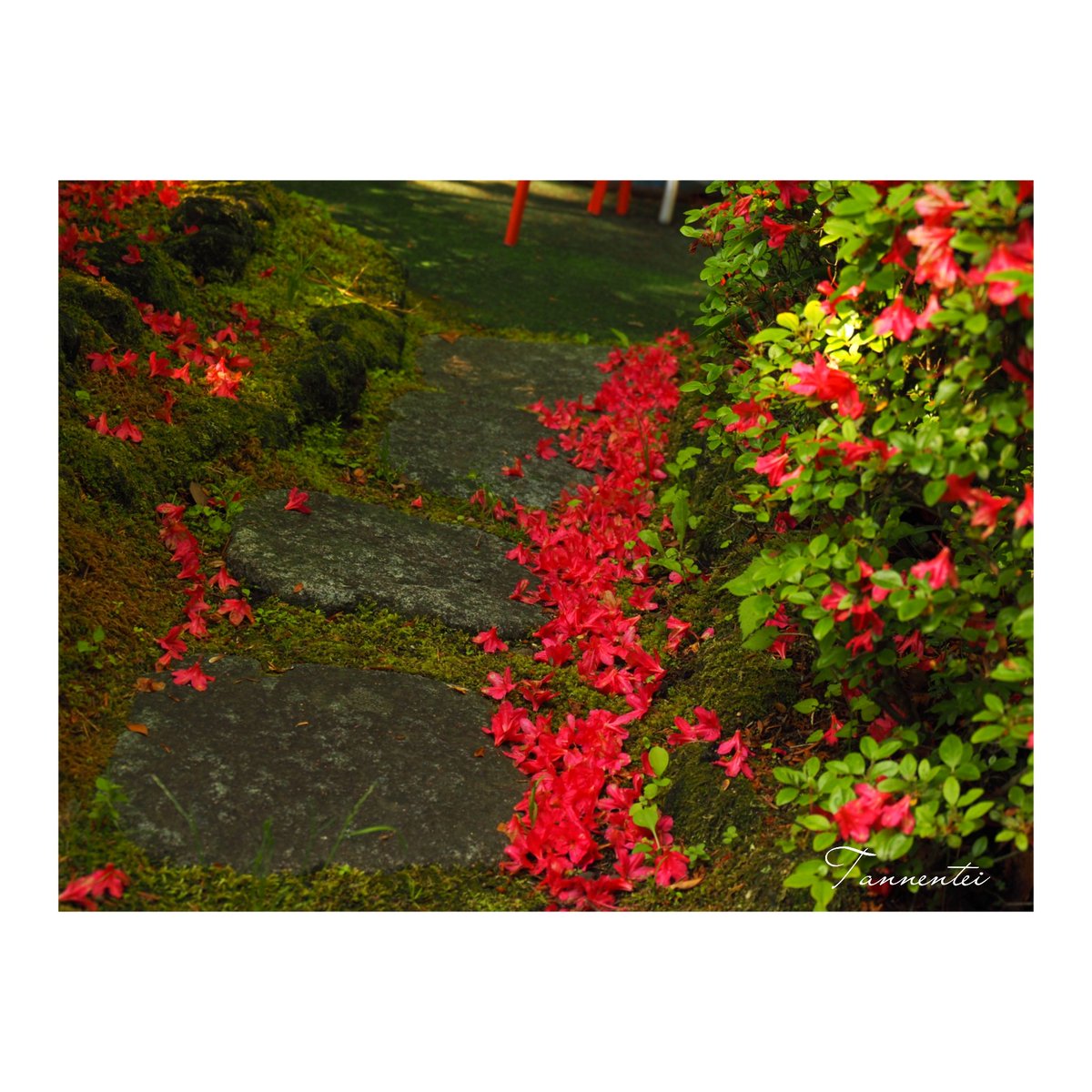 tannentei's tweet photo. 旦念亭のテラスのツツジは落花が盛んです､苔の上にも緋毛氈が敷き詰められています
#旦念亭 #軽井沢 #ツツジ
#落花盛ん #緋毛氈 https://t.co/QR4uYvAPMf