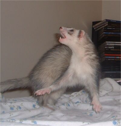 Ferret Every Hour tweet media