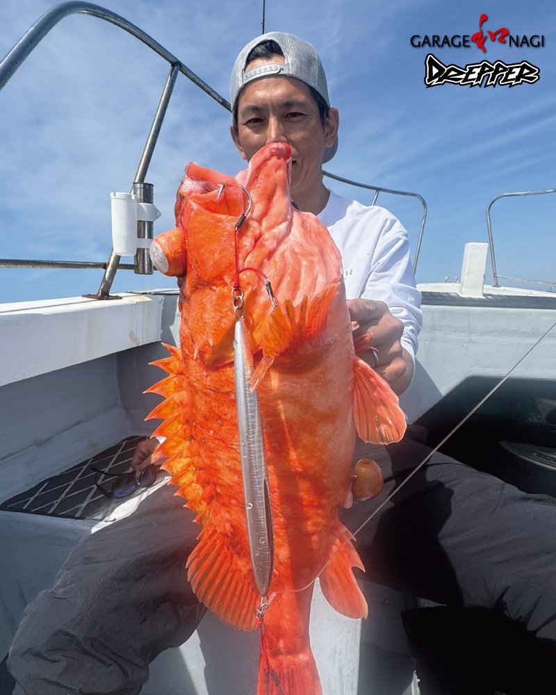 GarageNagi's tweet photo. 【お客様釣果】
オールマイティDREPPERでナイスサイズなウッカリカサゴ。
根魚の定番、唐揚げが美味しいです。
#ウッカリカサゴ #ジキング #スローピッチジャーク https://t.co/NNfr8oLH9U