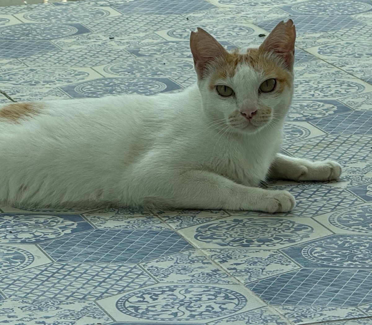 supercute_supercat_🐈REST! tweet media