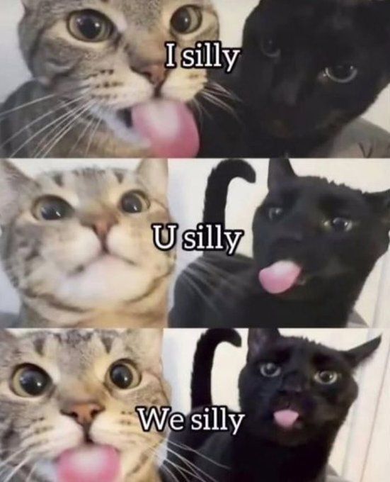 Cool Cat Society tweet media