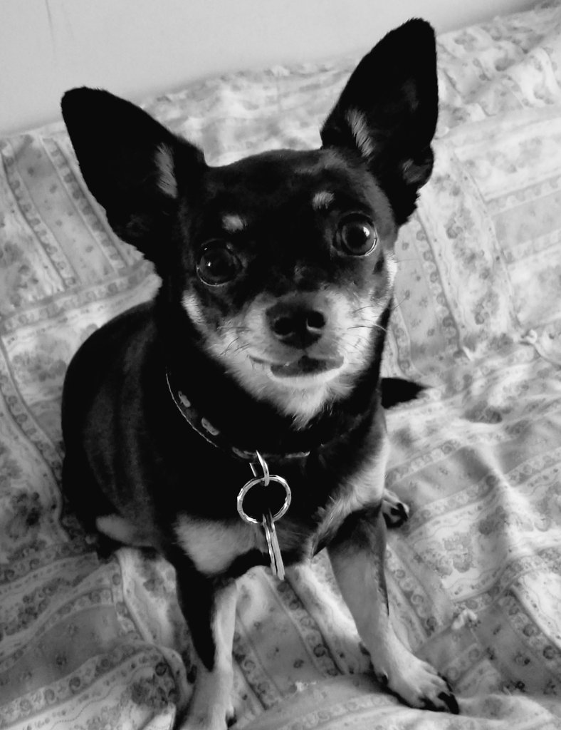 Tiki🌈s Legacy-Reo🌈Nina🌈#PuggieForever tweet media