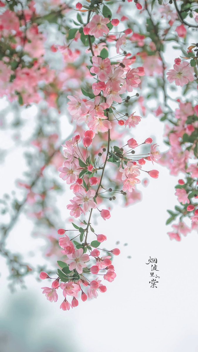 sdyaomaimi's tweet photo. 李清照在《如梦令》中问：“试问卷帘人，却道海棠依旧。知否？知否？应是绿肥红瘦。” https://t.co/sVlswsQC0X