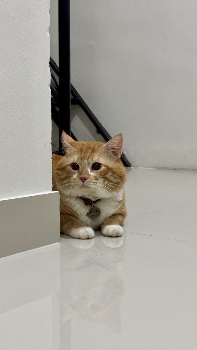 kimchiloq tweet media