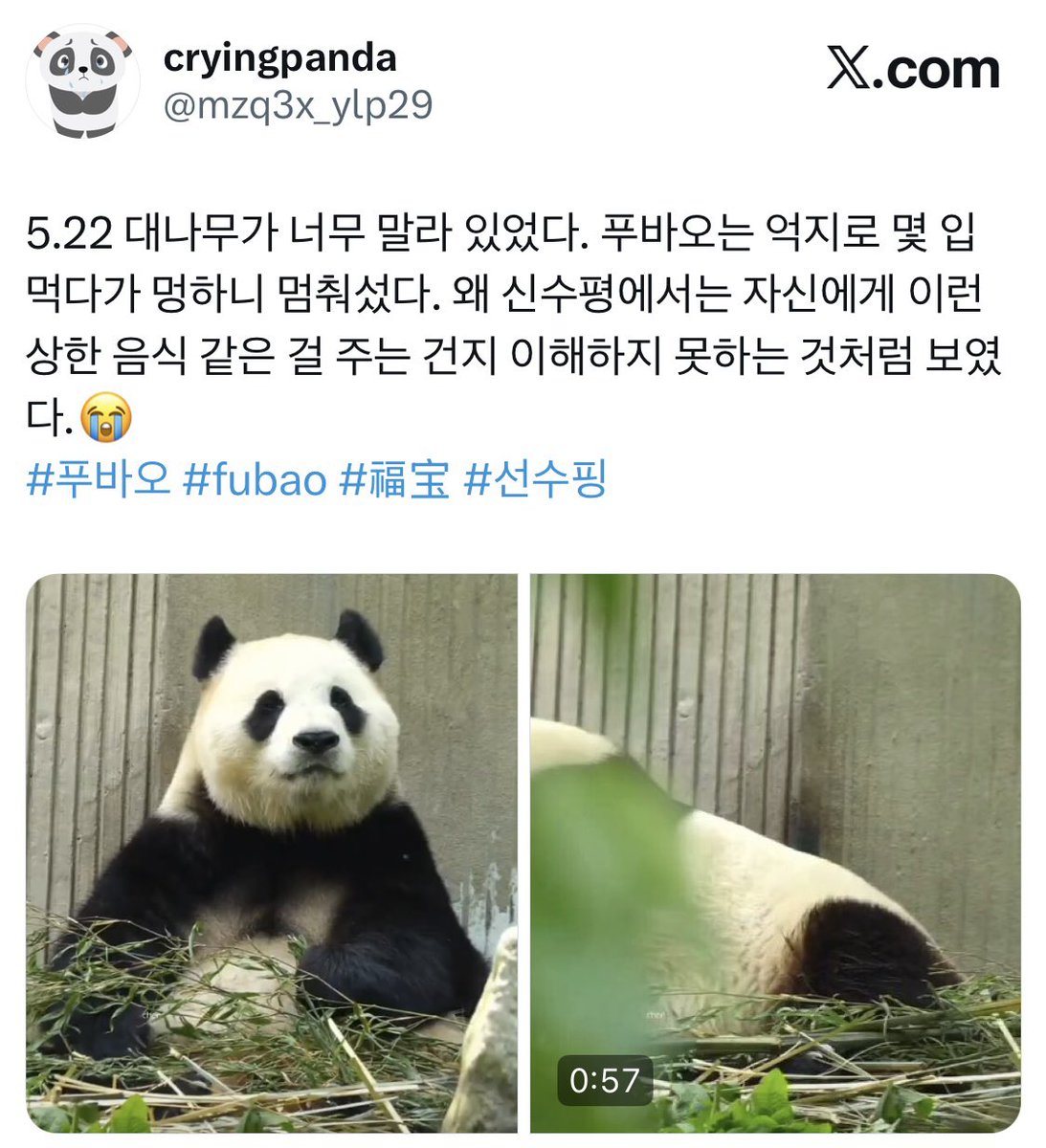 rlatjstnr031946's tweet photo. 푸바오의 울음이 들리지 않습니까! 
말 못 하는 존재의 신호를 외면한 채 
오로지 수익과 잘못된 운영 방식으로만 대하는 
관리는 비난받아 마땅합니다. 
지금의 태도, 전 세계가 지켜보고 있습니다. 
양심과 책임 앞에 진정성 있게 
변화를 촉구합니다! #푸바오를지켜주세요

https://t.co/xHzvxILwV4 https://t.co/flWRqxrboo