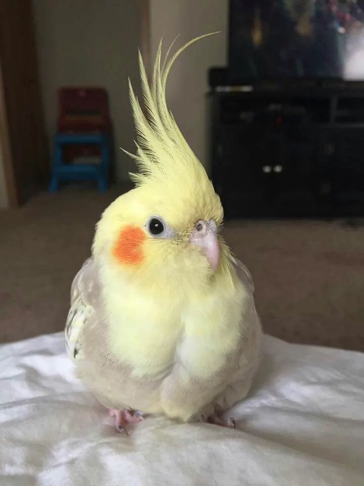 MeItytears's tweet photo. Theo with a canary mother figure ๐ญ๐ญ๐ญ a canary being the next arcโs bird character ๐ญ๐ญ๐ญ๐ญ๐ญ๐ญ https://t.co/vEkiQnbSUK