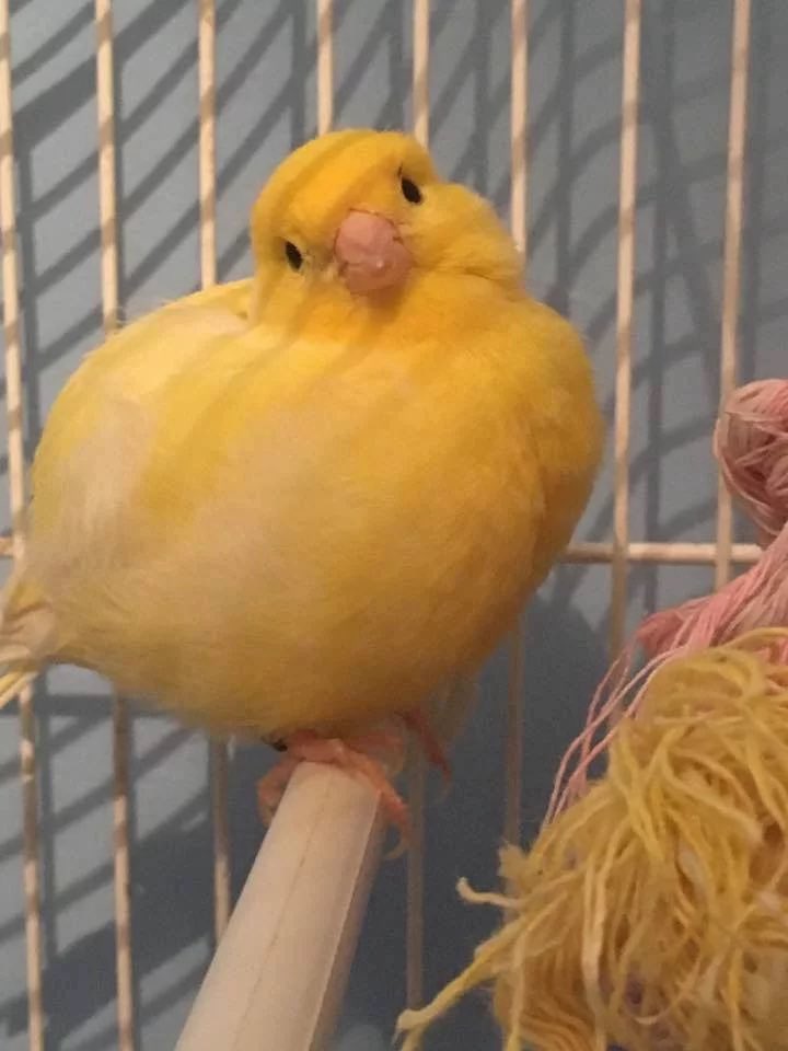 MeItytears's tweet photo. Theo with a canary mother figure ๐ญ๐ญ๐ญ a canary being the next arcโs bird character ๐ญ๐ญ๐ญ๐ญ๐ญ๐ญ https://t.co/vEkiQnbSUK