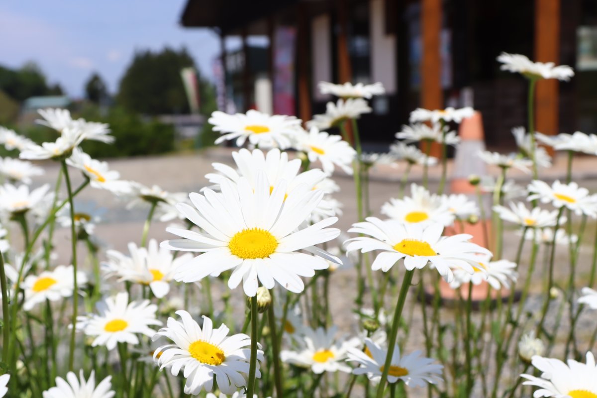 NihonmatsuCity's tweet photo. ◆フラワースタンプラリー、巡ってみませんか？①◆
県内の花の名所を巡る「#フラワースタンプラリー」。
二本松市にも多くの名所がご紹介されています❁
今回立ち寄ったのは、#杉沢の大杉
#二本松市 #Nihonmatsu #ふくしまDC #花さんぽ #おでかけ
取材：秘書広報係 ℡0243(55)5096 https://t.co/0NopcINLgS