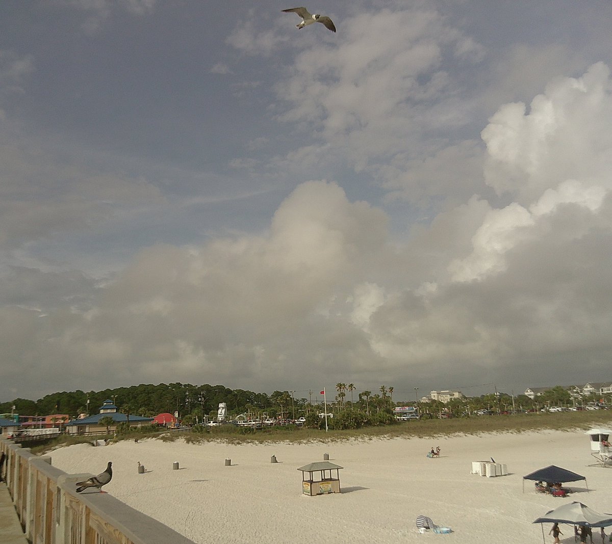 hotchilitofu's tweet photo. do you think the pigeon ever dreams of being the seagull?….do you think the one taking the picture would be happy to be either? https://t.co/sTXyV7wXbB