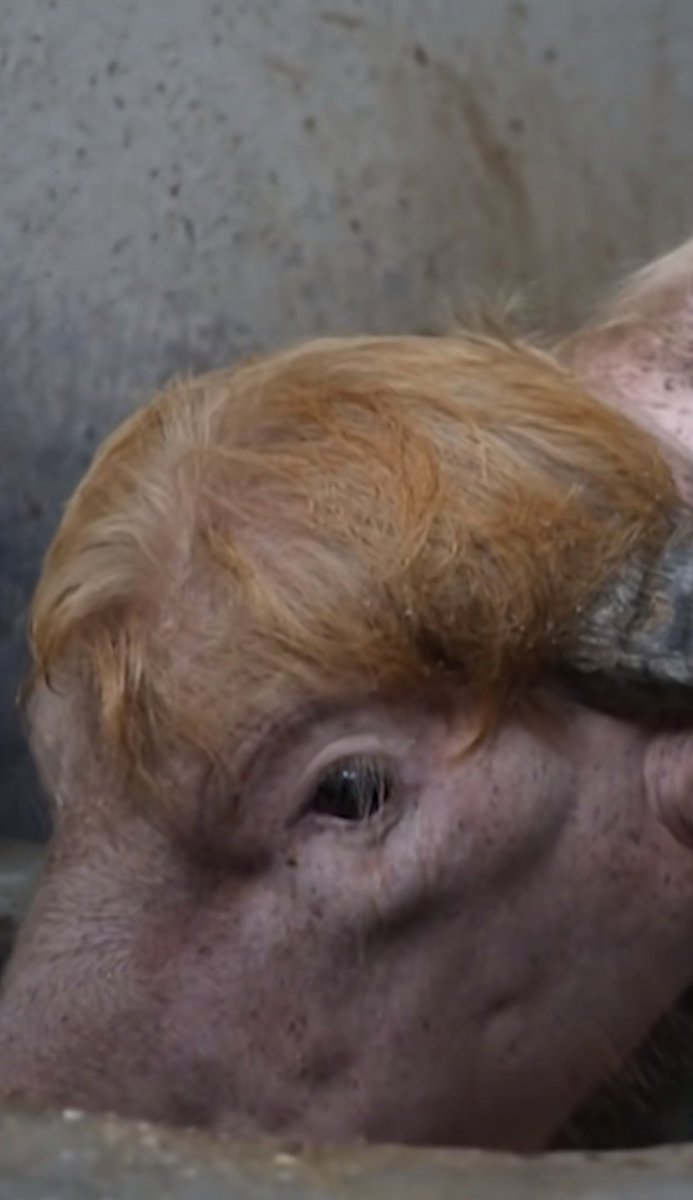 AzPetrich's tweet photo. Omg! An albino Buffalo named Trump has become quite famous for going viral in Bangladesh for his coiffed blonde combover hairdo and the uncanny resemblance to the original Trump. 

I however, believe the Buffalo wears it better. 😏 https://t.co/RR3ozQ3ENX