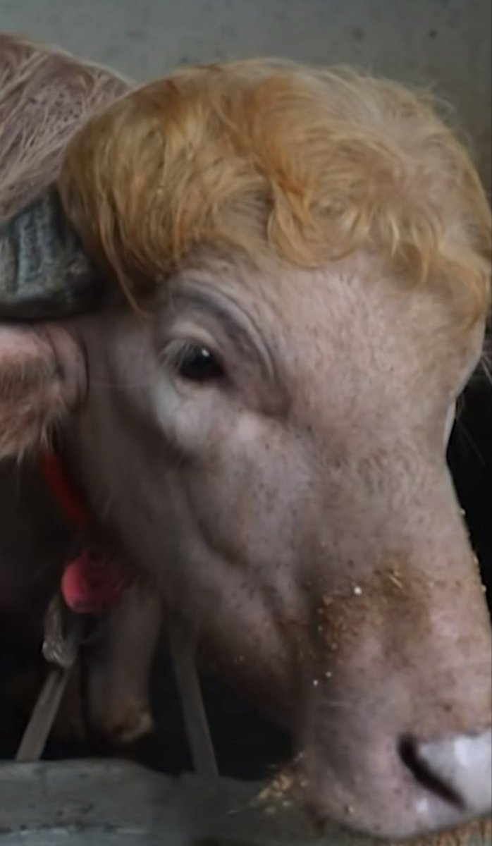 AzPetrich's tweet photo. Omg! An albino Buffalo named Trump has become quite famous for going viral in Bangladesh for his coiffed blonde combover hairdo and the uncanny resemblance to the original Trump. 

I however, believe the Buffalo wears it better. 😏 https://t.co/RR3ozQ3ENX