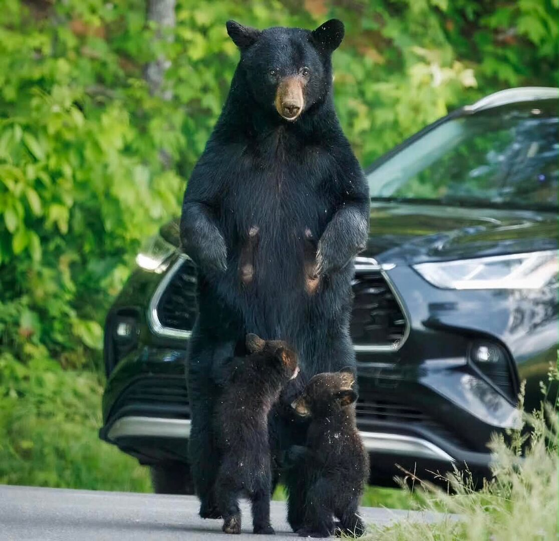 SevierFun's tweet photo. We have to admit there are a few reasons we don’t mind stopping for a traffic jam. 

📸: @eddiejohnsonphotos https://t.co/dD53ghJ0RB https://t.co/PJotyz6cZN