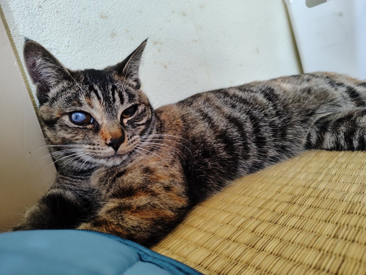 すからさん tweet media
