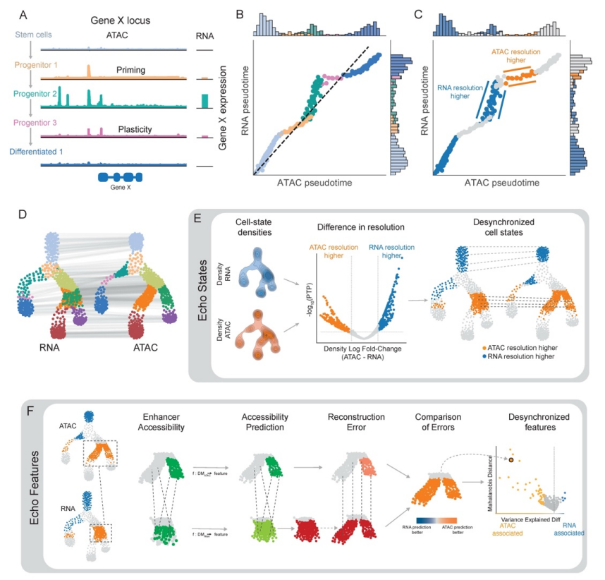 Tech_Bioinfo's tweet photo. 🧵 **Echo just made it possible to pinpoint exactly *when* and *where* gene expression and chromatin accessibility fall out of sync during cell development.** 🧬

Until now, scientists knew that these two processes don’t always change in lockstep—but they couldn’t systematically detect *which* cell states are desynchronized or *what genes* cause it.

Enter **Echo**: a new statistical framework from Finkbeiner et al. that analyzes paired single-cell RNA + ATAC data to find these mismatches. It compares cell-state density between modalities to flag states where one modality "resolves" the biology better.

Applying Echo to the developing human retina 🧠 revealed something profound: cell cycle genes drive resolution in RNA but not chromatin, while fate-priming (e.g., OTX2 activation) appears in ATAC *before* gene expression. In blood stem cells, the balance between quiescence and differentiation was far clearer in chromatin than in RNA.

This turns single-cell multiomics from a data integration problem into a lens for regulatory logic. ⚡

**Question:** Could Echo make conventional trajectory-inference methods obsolete for systems where RNA and ATAC are fundamentally out of phase? 👇

#Science #Bioinformatics #SingleCell #Multiomics #GeneRegulation #DevelopmentalBiology #Chromatin

📄 Paper: https://t.co/uKRM9sAi8I