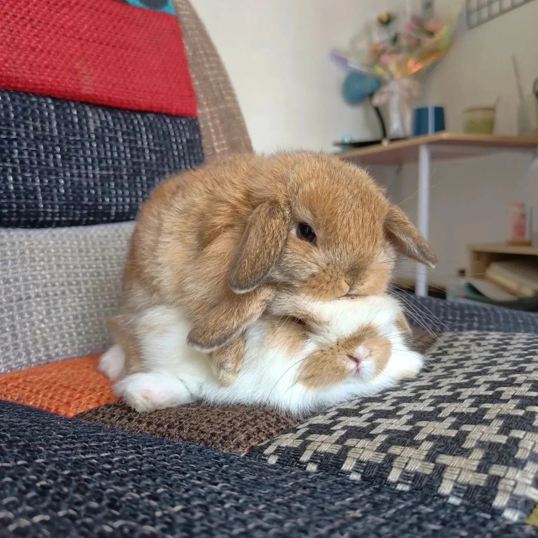 Why you should have a rabbit tweet media