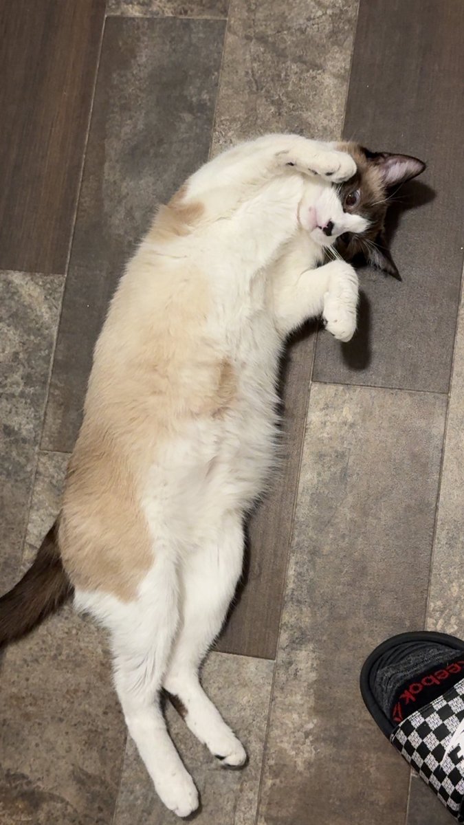 OldManSeiko's tweet photo. Vtuber vs pet Aloha is my orange boy he’s a mane coon tabby mix and the Siamese is Mr meowgi https://t.co/K00Mu9LCPj