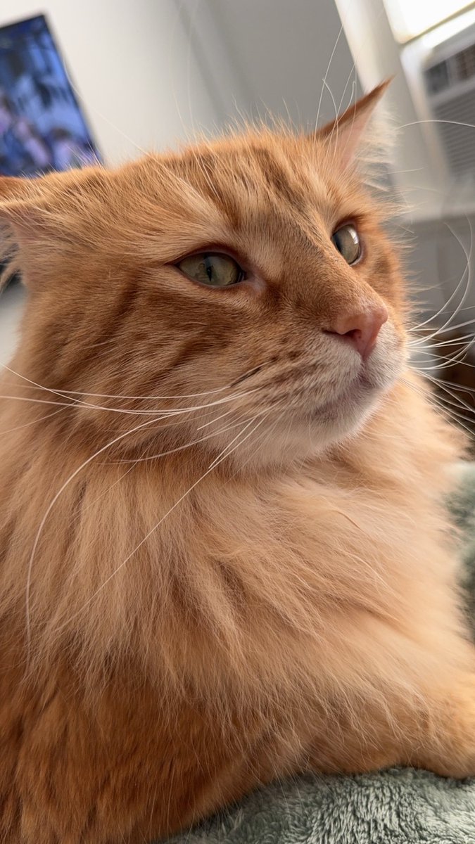 OldManSeiko's tweet photo. Vtuber vs pet Aloha is my orange boy he’s a mane coon tabby mix and the Siamese is Mr meowgi https://t.co/K00Mu9LCPj