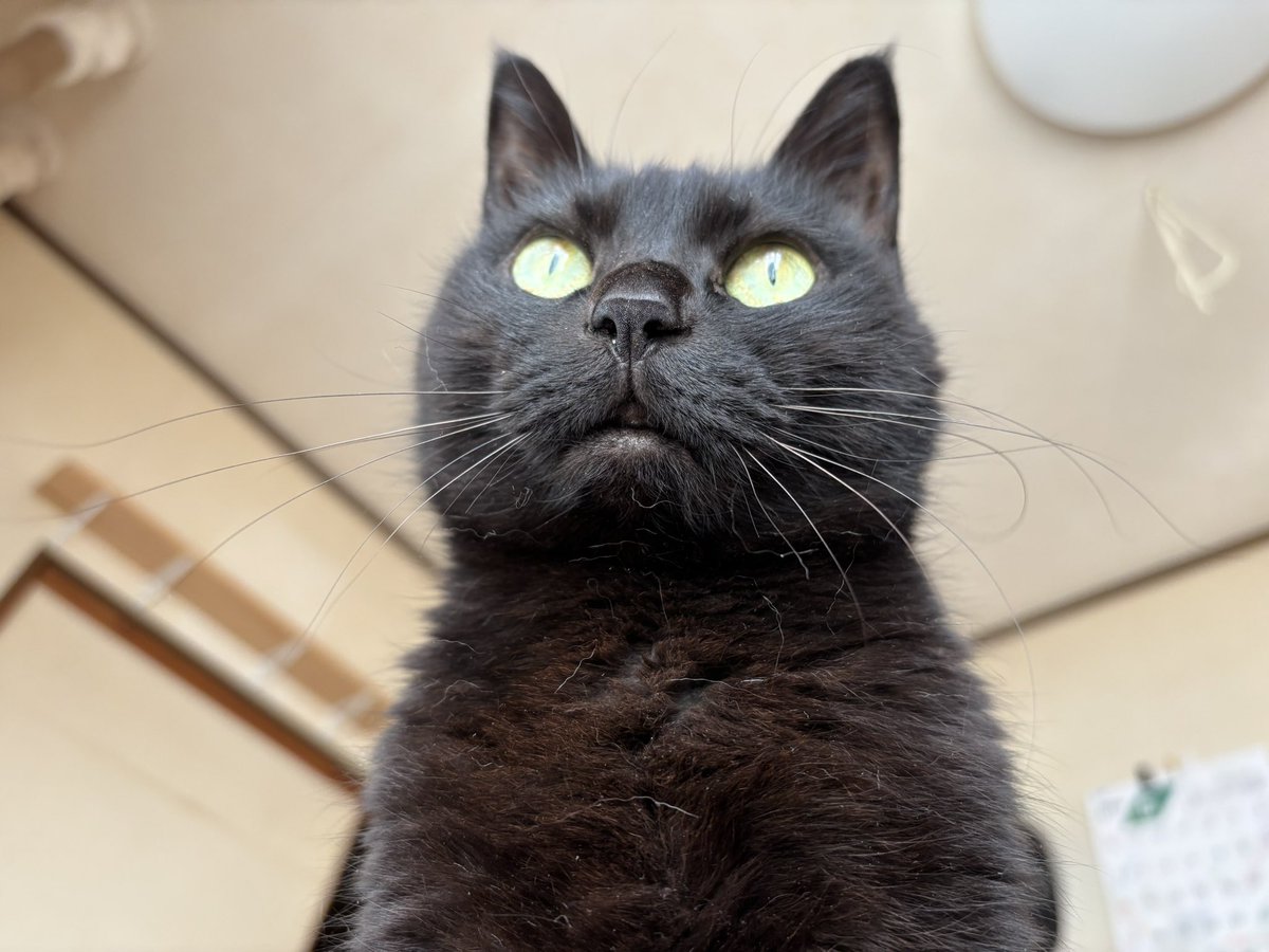 Mrsbellcat's tweet photo. ヒゲ長いしちょっとクセがついてて可愛い☺️ https://t.co/pYWXyobJWm
