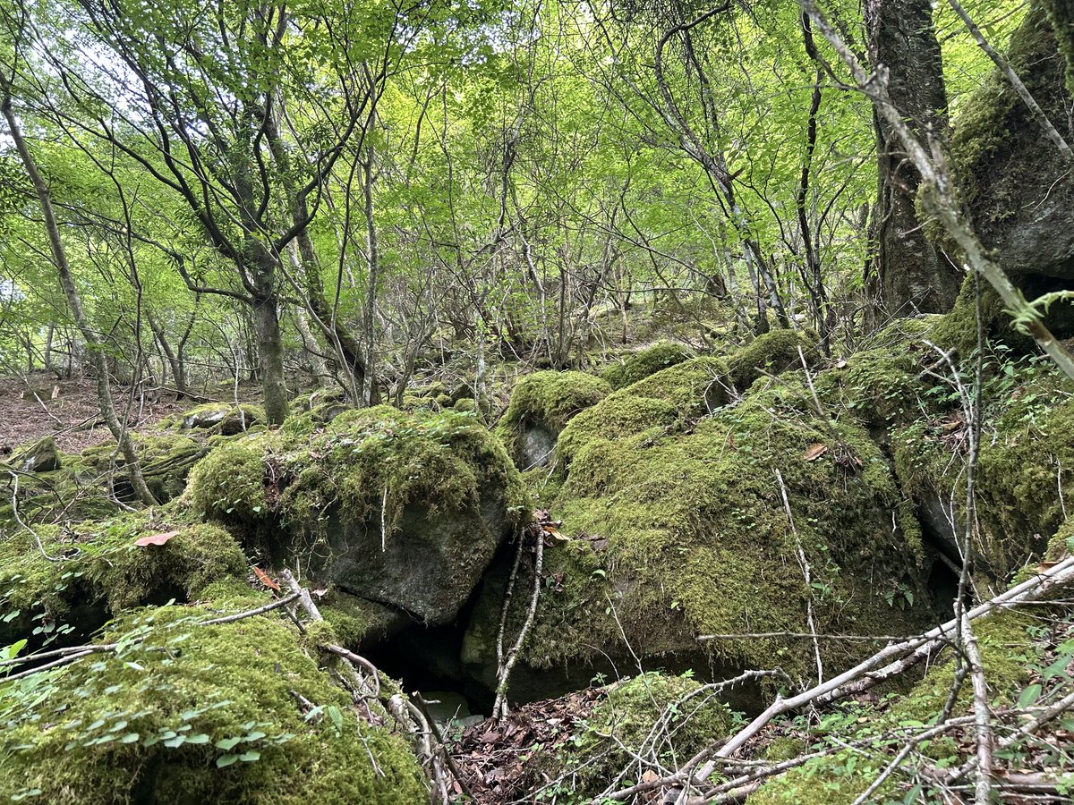hide37811's tweet photo. 雨の合間に静岡の天城山に登山
富士山あり、苔あり、岩場ありでイージー登山でしたが楽しめました
と思ったら下りは前半急斜面続きで足痛い

#天城山　#登山　#静岡 https://t.co/sxf7ZFgtKh
