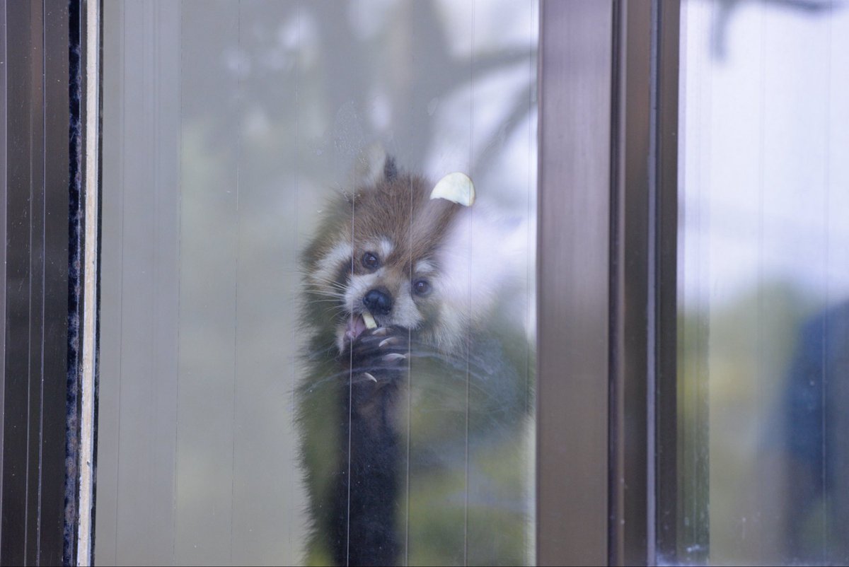 panda_logs's tweet photo. 貼り付けりんごのまつばちゃん🍎

#鯖江市西山動物園 
#レッサーパンダ 
#まつば ちゃん https://t.co/91wSo69xrb