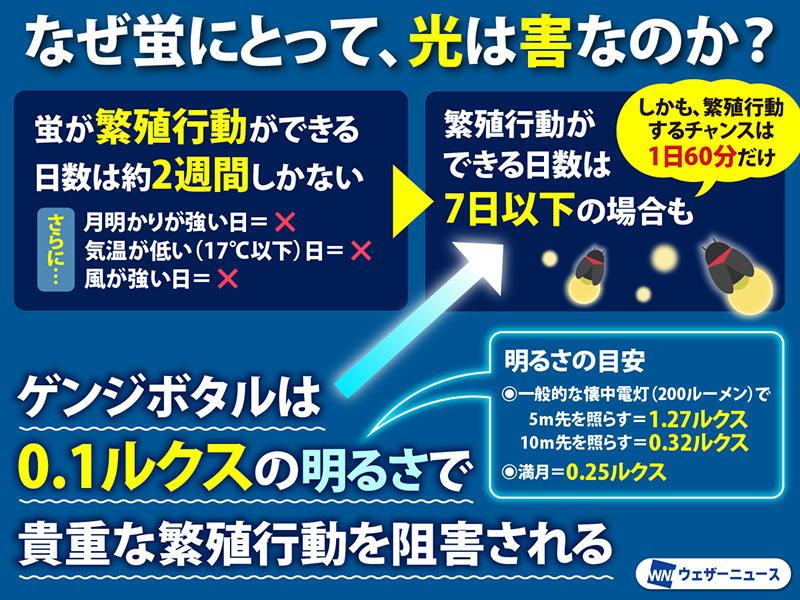 wni_jp's tweet photo. ＜蛍には「光」が大敵＞
蛍は、これから6月中旬にかけて見頃を迎えます。ただ、光にとても弱く、ライトやスマホの光が求愛行動を妨げる原因になります。繁殖期間は約2週間、1日に求愛できるチャンスもたったの60分だけ。観賞時は光を向けず、静かに見守りましょう。
https://t.co/BdiEvhjD8D https://t.co/i9dd473fr3