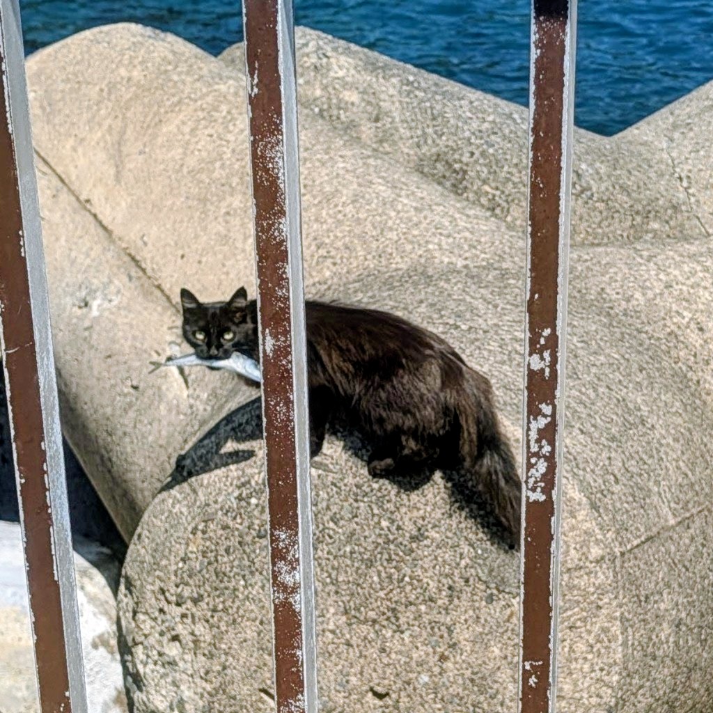 ce_oompa_loompa's tweet photo. ♫お魚くわえたどら猫...♪がいた（笑）
釣り人からゲットしたようだ（笑）
#川奈いるか浜 https://t.co/Rley47jQYy