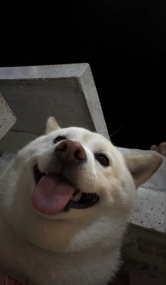 ArrtTime's tweet photo. เหมือนนายอีกแย้วนะmiku🐶 https://t.co/nKmr10ER2Q