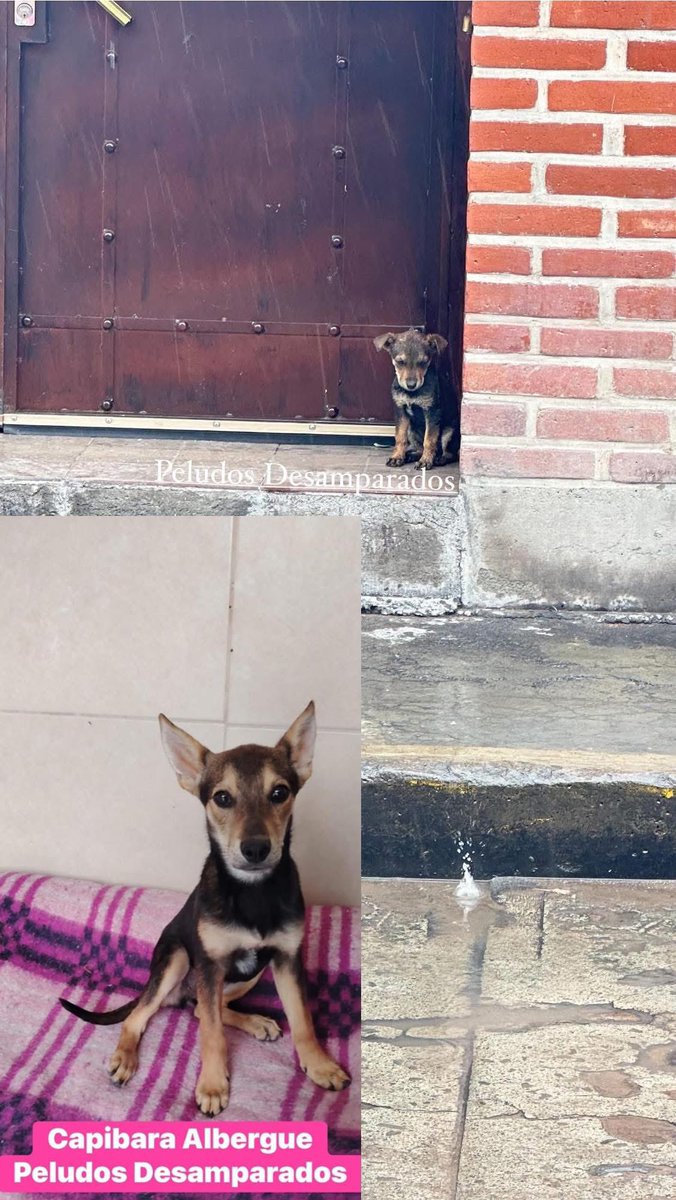 Peludos Desamparados tweet media