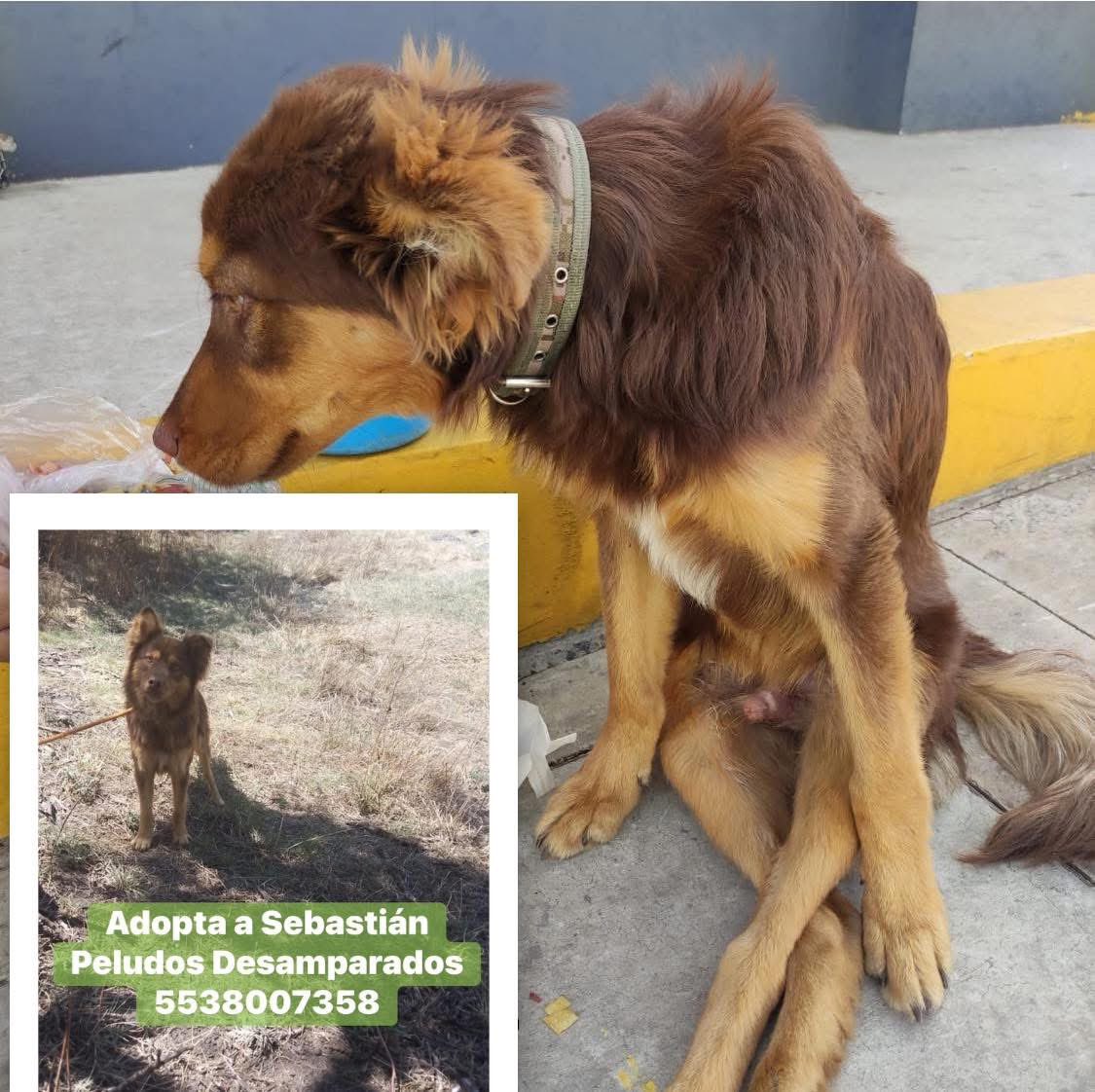 Peludos Desamparados tweet media