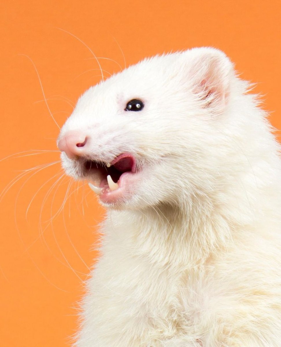 Ferret Every Hour tweet media