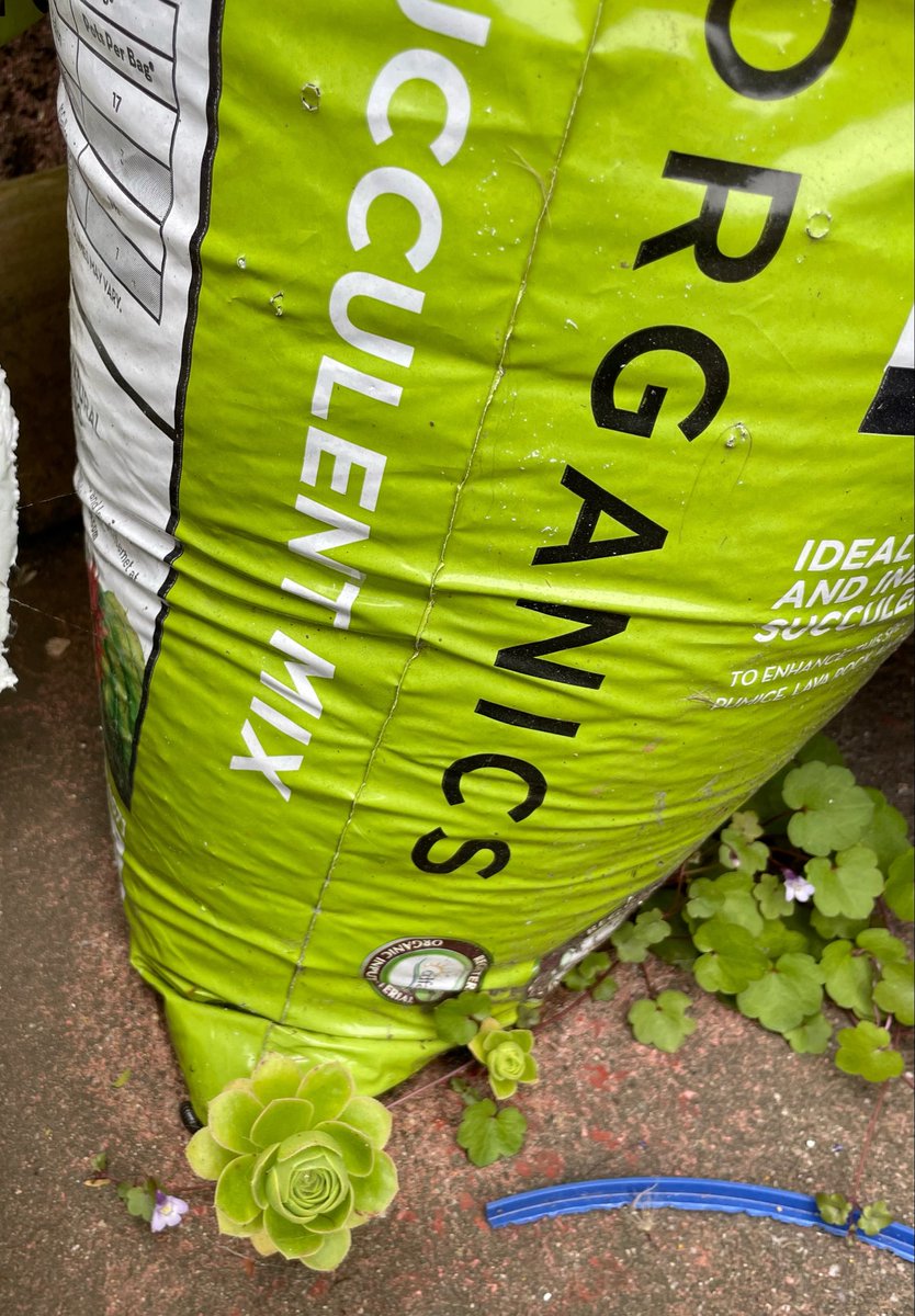 haikuclouds's tweet photo. proof it works
bag of succulent soil 
births a rosette 
#haiku https://t.co/ZJF9q4jHXz