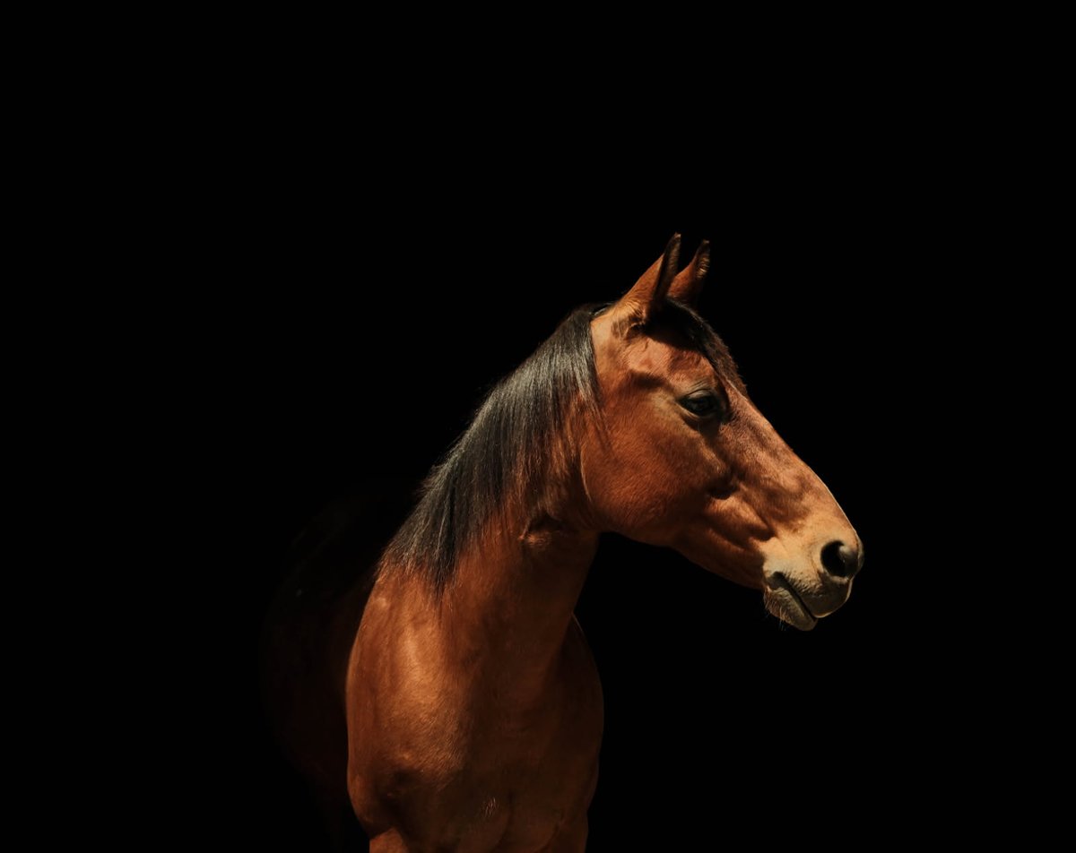 DropOfSaturn's tweet photo. Pony! https://t.co/JNzAlfwEjD