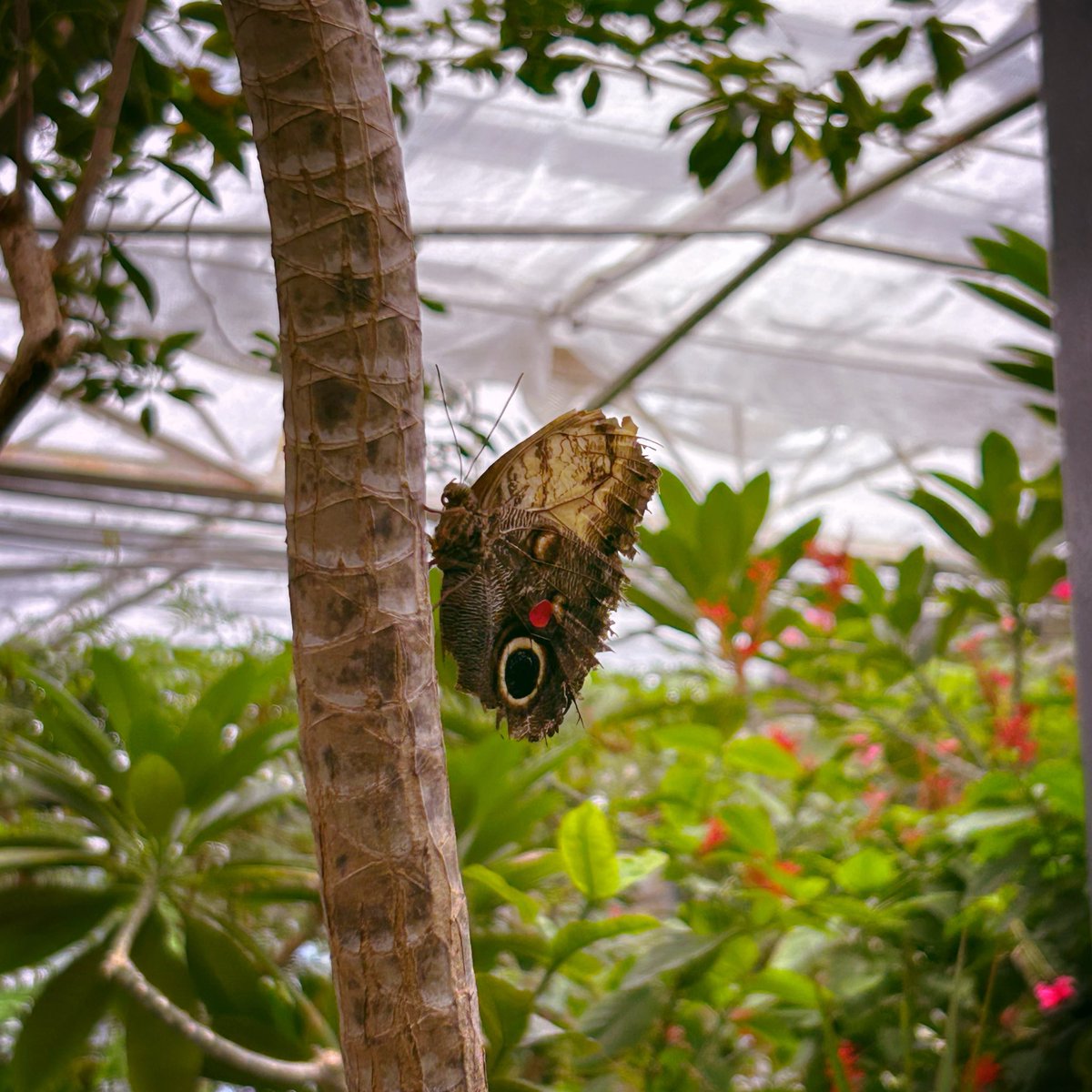 Toodles3702's tweet photo. Went to a Butterfly Pavilion today. It was really nice 🥹 https://t.co/KFwnb9HrAh